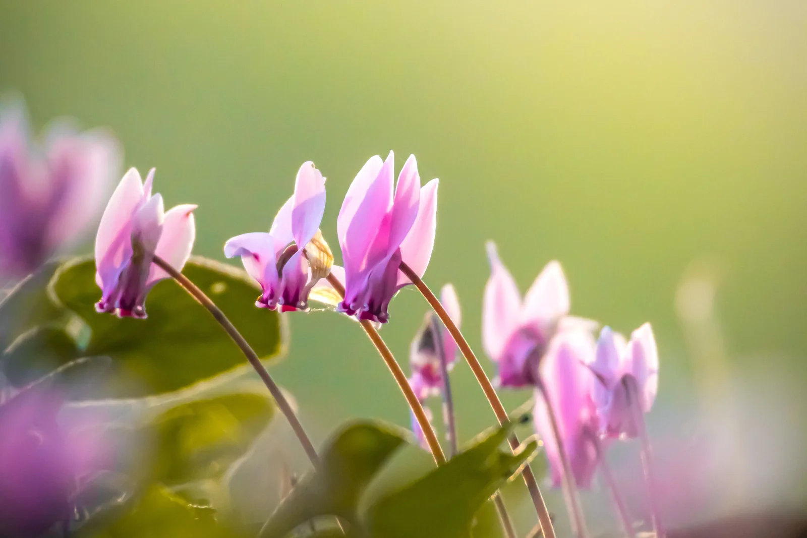 Rosafarbene Alpenveilchenblüten mit zurückgeschlagenen Blütenblättern, benetzt von feinem Morgentau