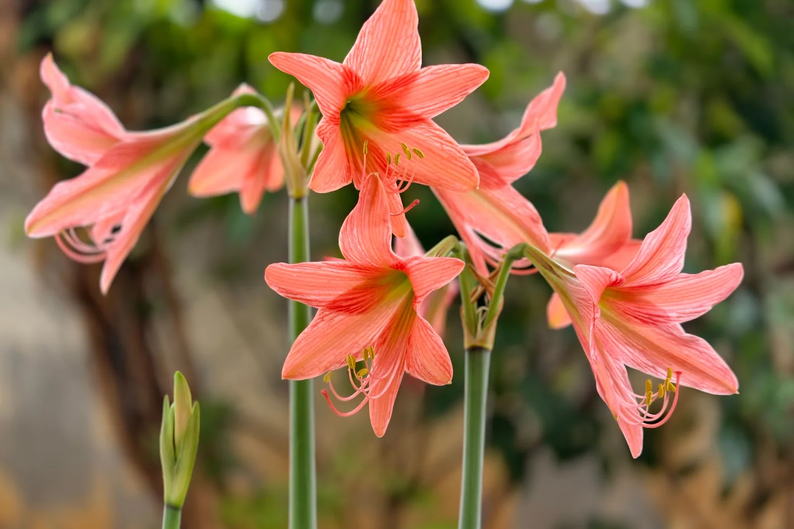 Rote Amaryllisblüte mit glänzenden, wachsartigen Blütenblättern vor dunklem Hintergrund