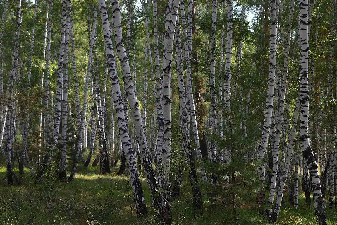 Dunkle Birkenrinde und ein Fläschchen mit rauchig-brauner Flüssigkeit auf verwittertem Holz