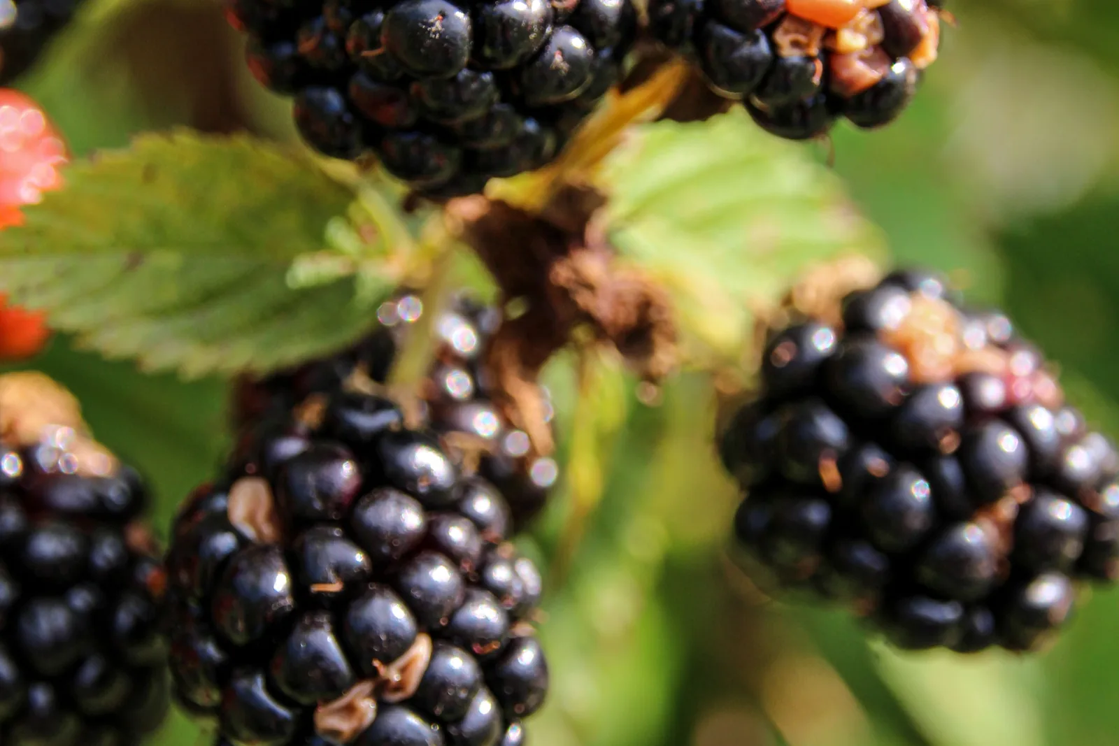 Reife dunkle Brombeeren auf einem Zweig, umgeben von grünen Blättern und Morgentau