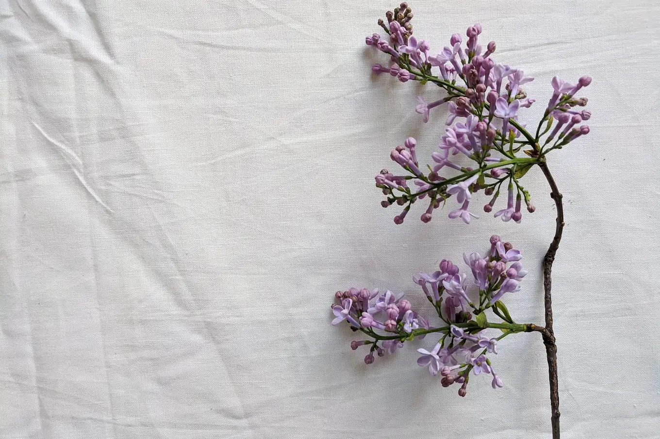 Violette Fliederblütenrispen in Nahaufnahme mit Tautropfen