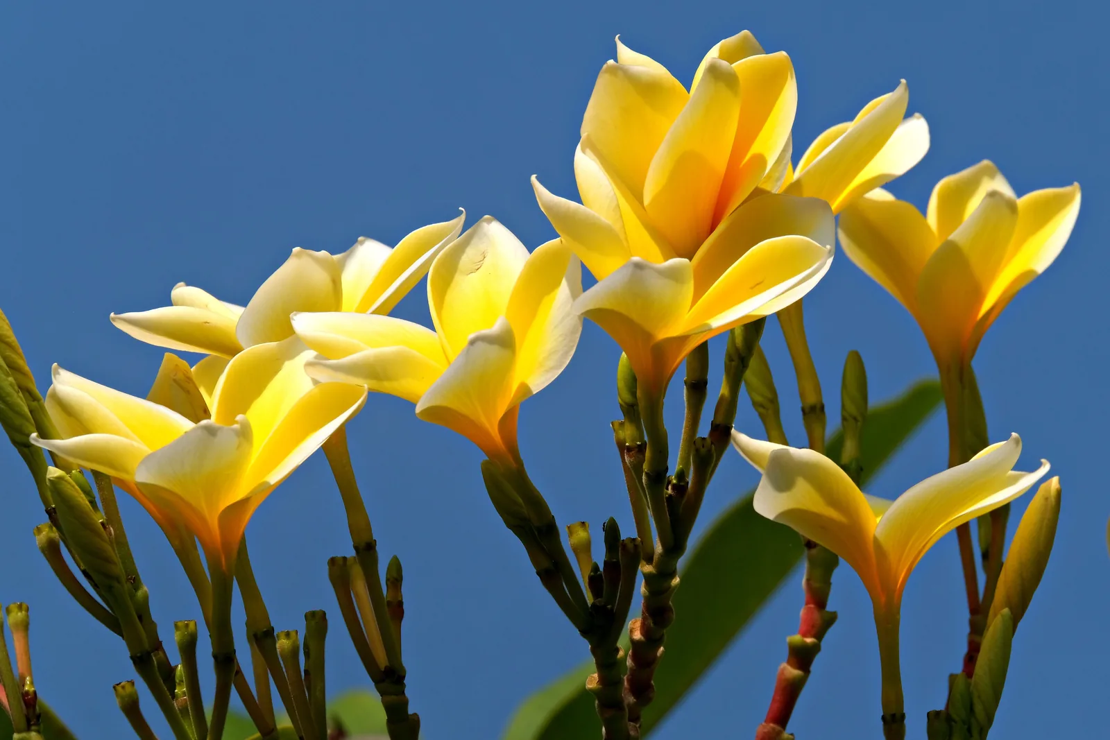 Fünf cremeweiß-gelbe Frangipani-Blüten mit fünf gedrehten Blütenblättern auf dunklem Untergrund