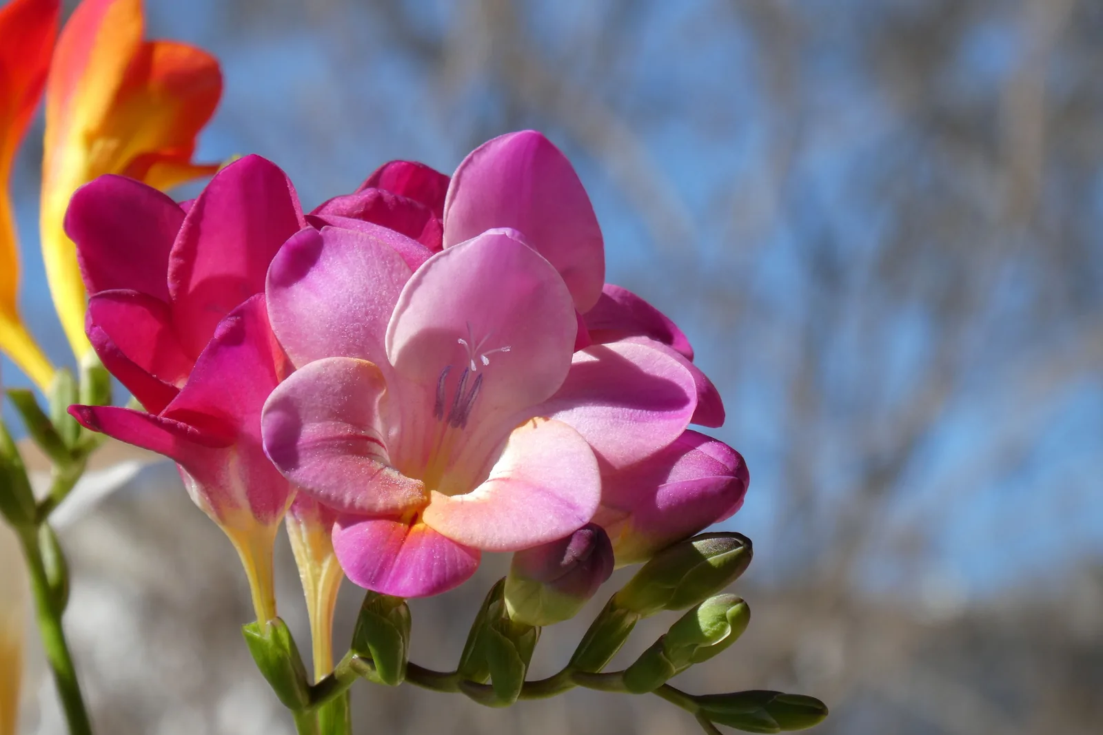 Freesienblüten in Rosa und Weiß mit zarten, geschwungenen Blütenblättern auf langem Stiel