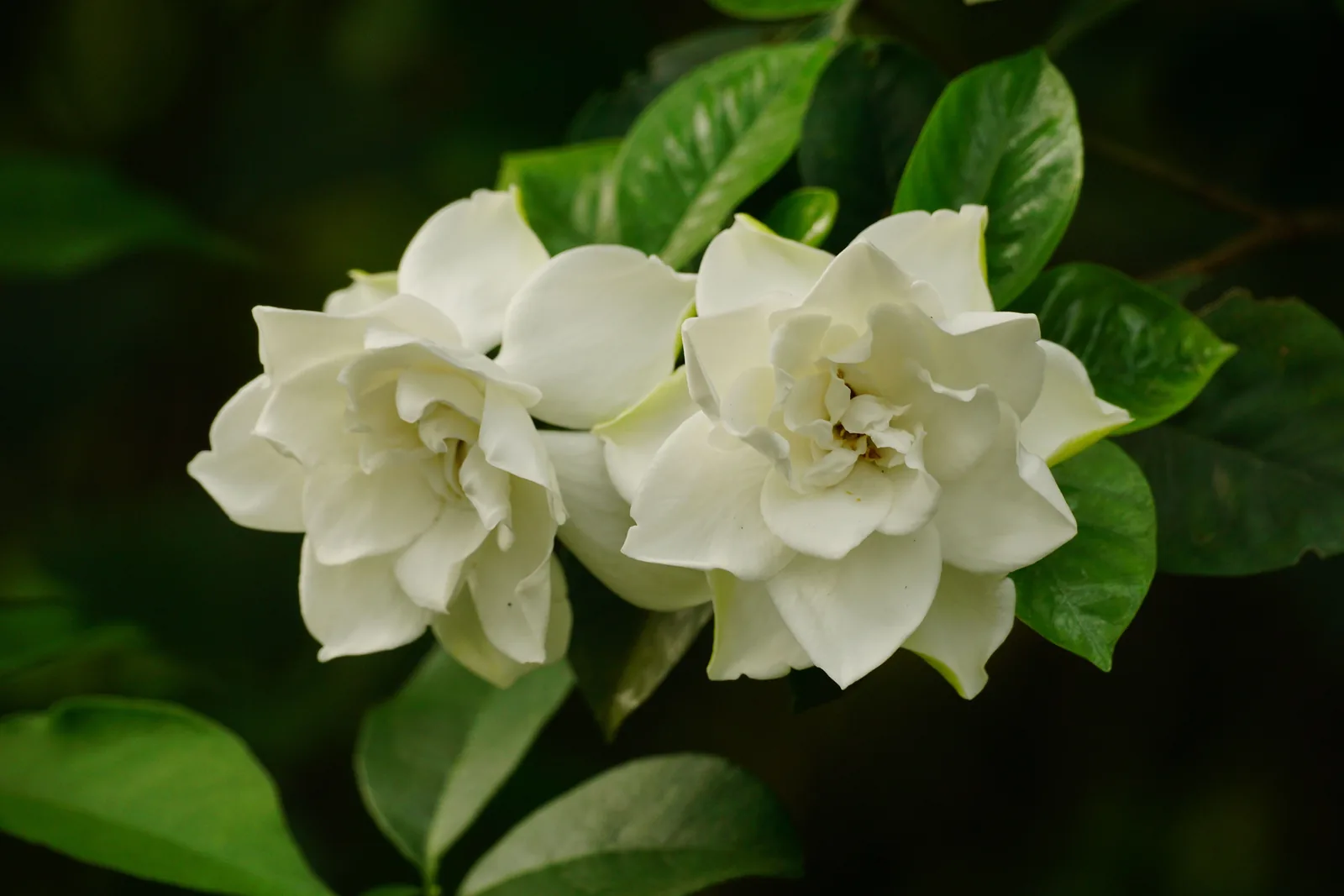 Weiße Gardenienblüte mit glänzenden dunkelgrünen Blättern, Tropfen auf den Blütenblättern