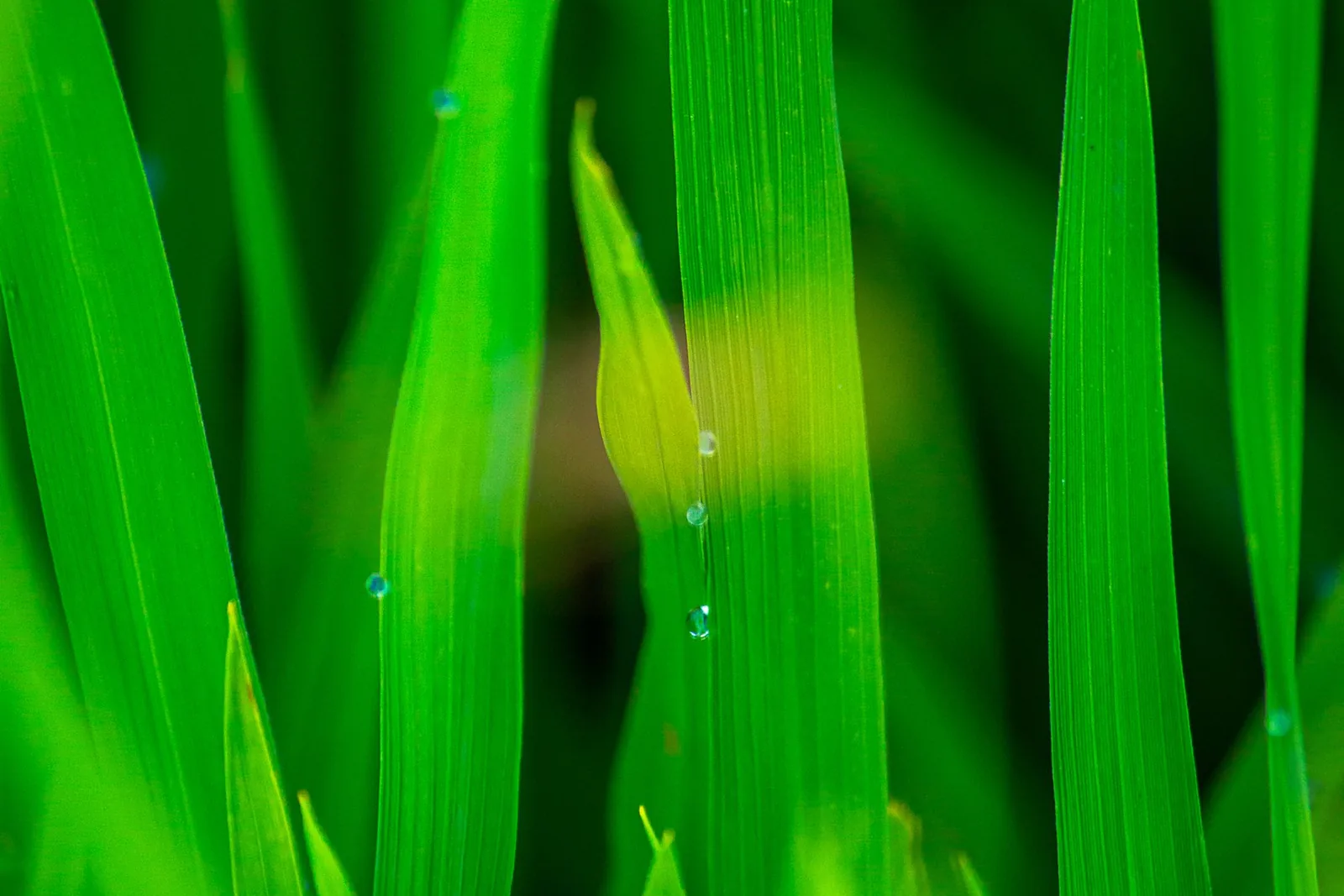 Frisch gemähte grüne Wiese im Morgenlicht mit Tautropfen auf den Halmen