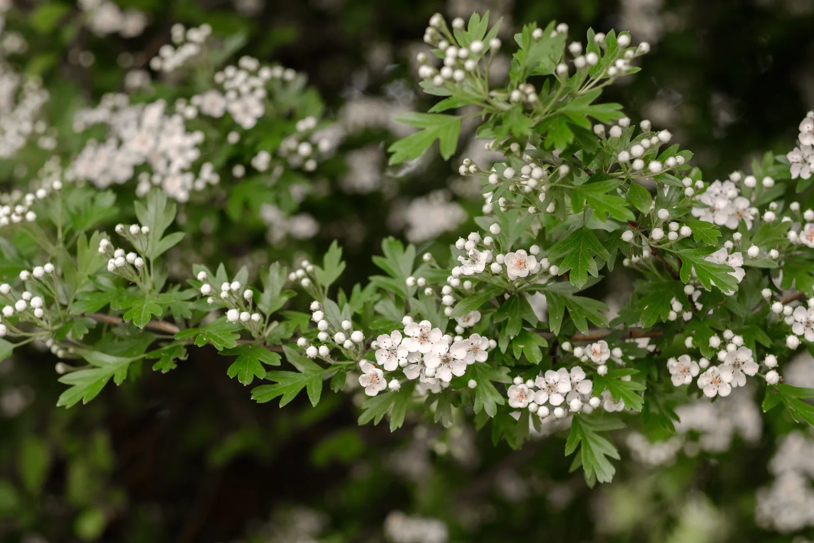 Weiß-rosa blühende Hagedornzweige im Frühling vor unscharfem Hintergrund