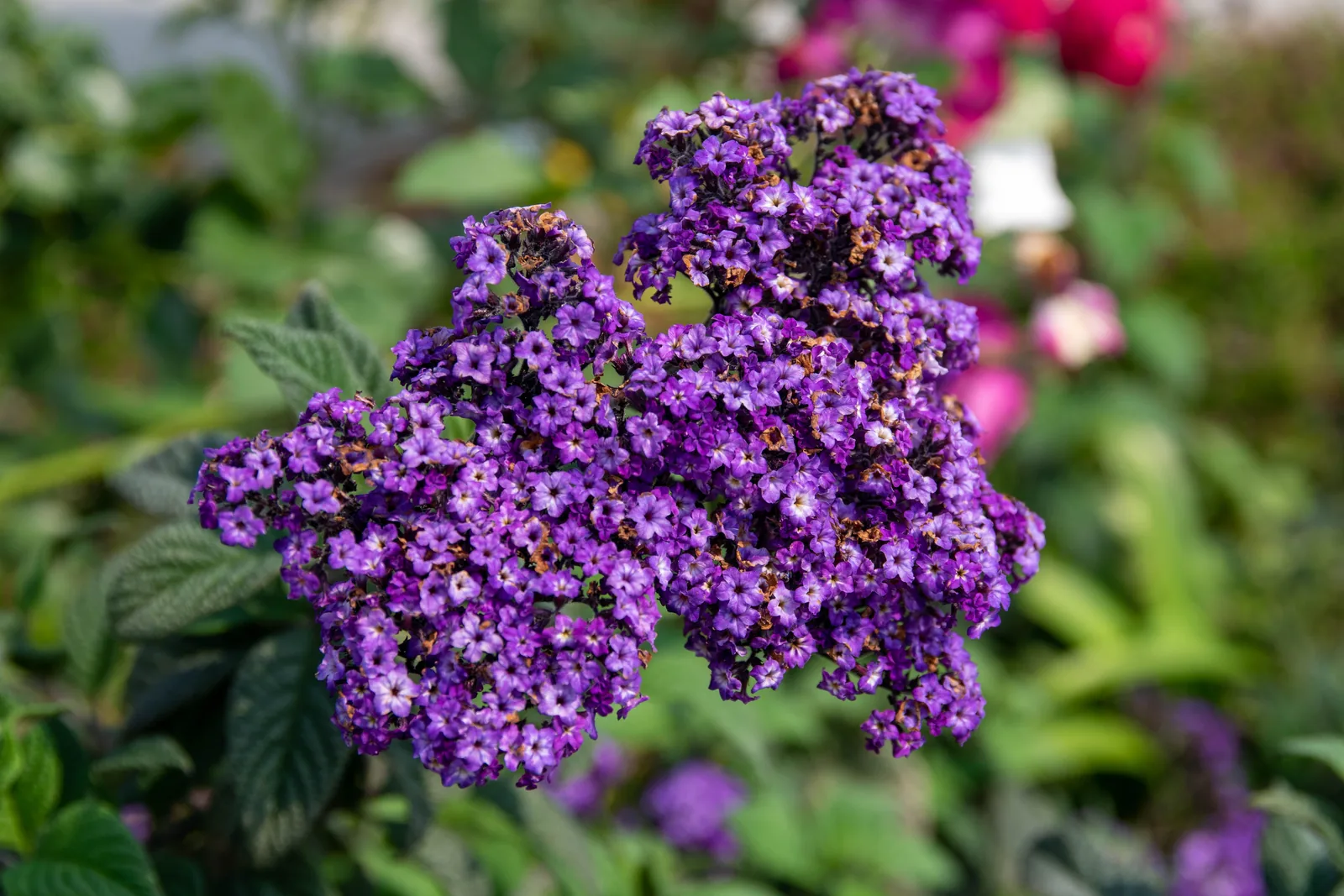 Violette Heliotrop-Blütenrispen mit feinem Blütenstaub vor weichem, mildem Licht