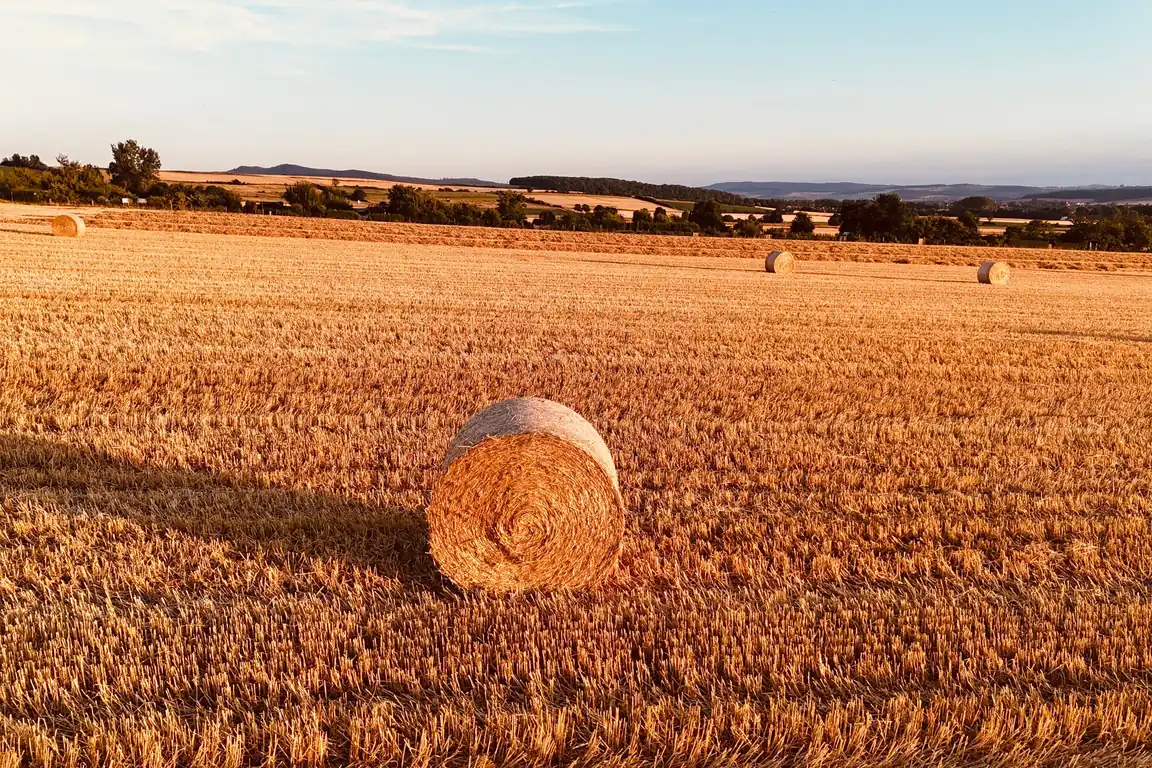 Frisch gemähte Heuballen auf einem sommerlichen Feld in warmem Nachmittagslicht