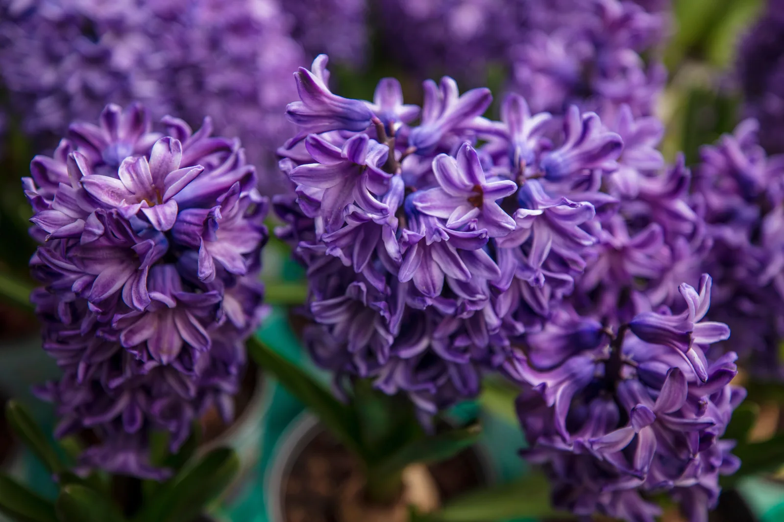 Violette und blaue Hyazinthenblüten in dichten Trauben, Tautropfen auf den Blütenglocken
