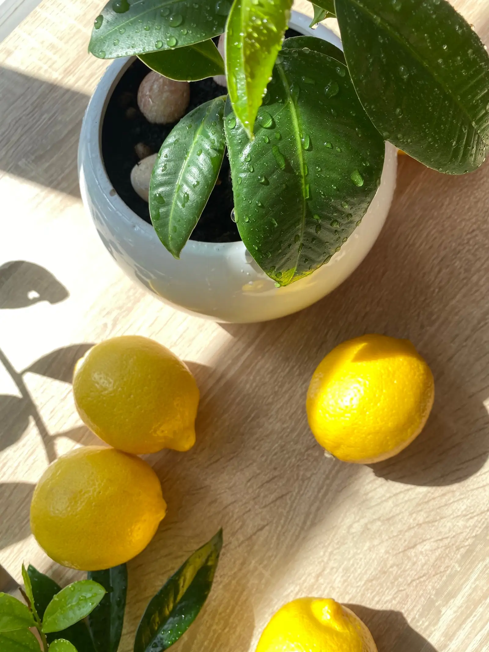 Frische Zitronen mit Blättern in hellem Licht: die spritzige Zitrusnote vieler klarer Parfüms