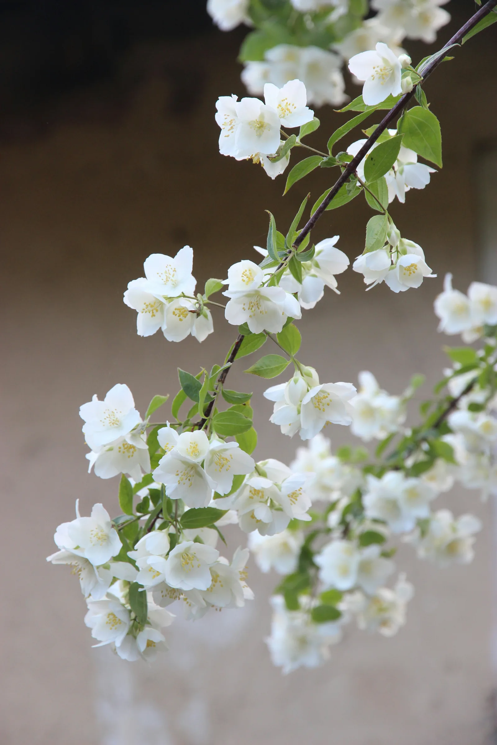 Weiße Orangenblüten in der Sonne: die frisch-blumige Neroli-Note klassischer Colognes