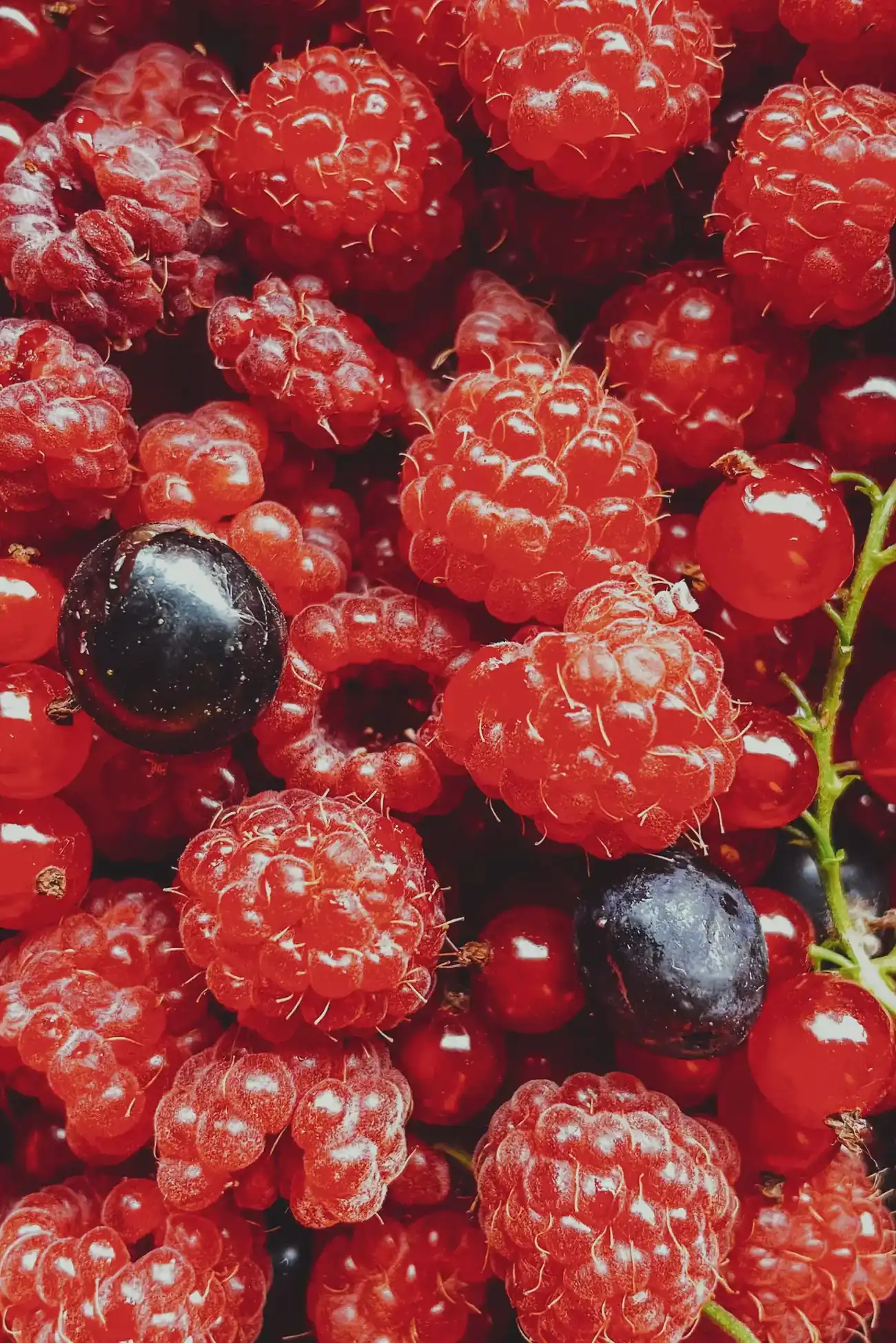 Dunkle Schwarze Johannisbeeren am Strauch: die fruchtig-herbe Cassis-Note moderner Düfte