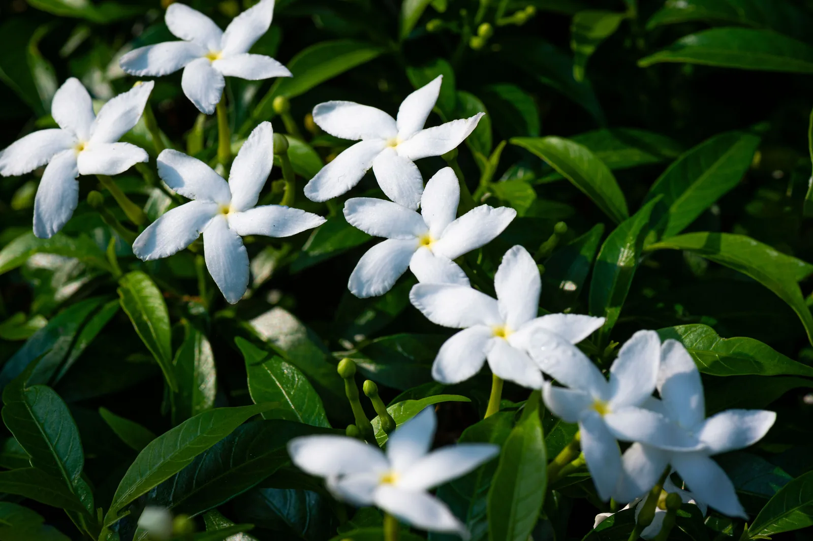 Weiße Jasminblüten in der Dämmerung: die üppige, betörende Blütennote der Parfümerie