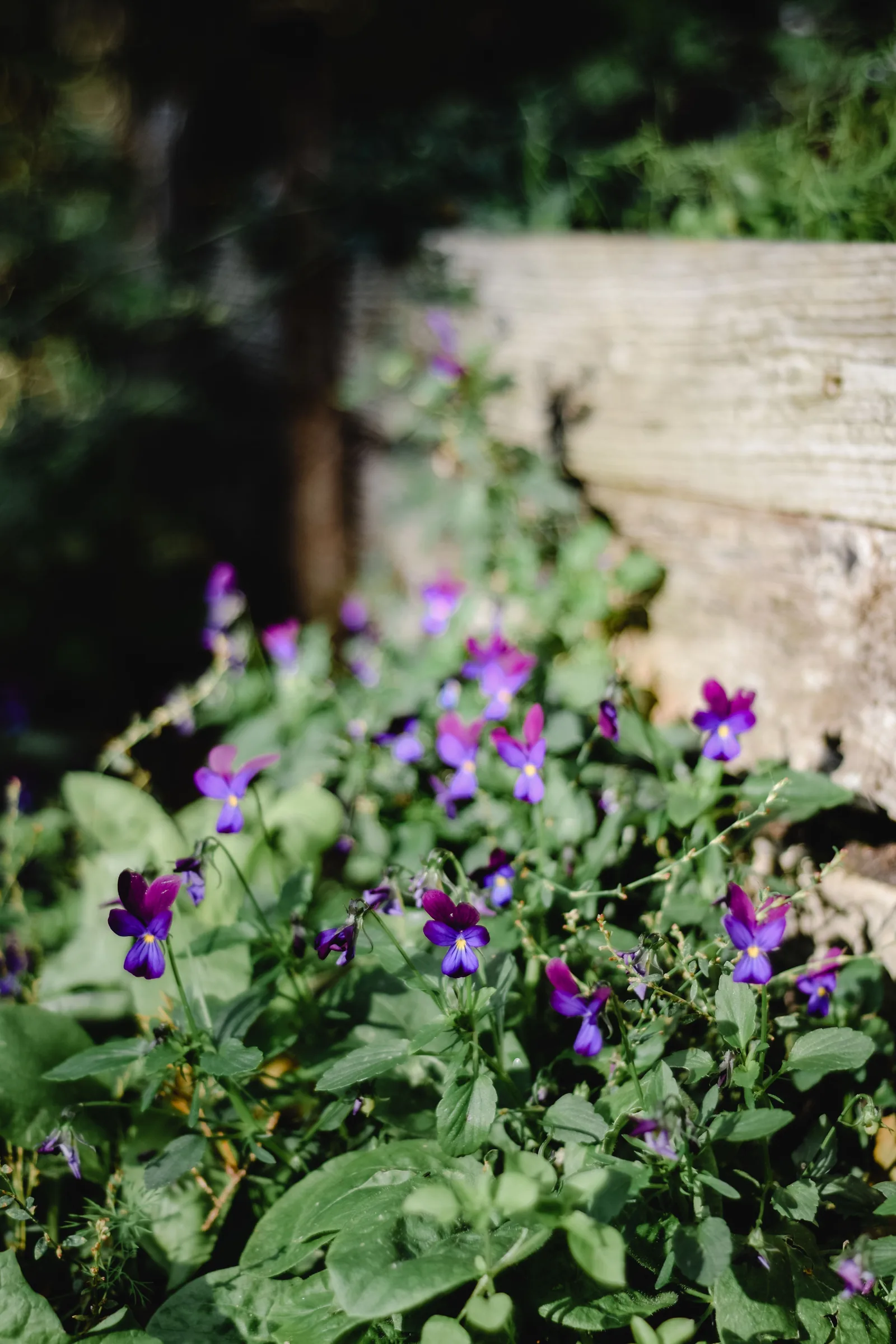 Zarte Veilchenblüten im Grün: die pudrig-süße, nostalgische Veilchennote der Parfümerie