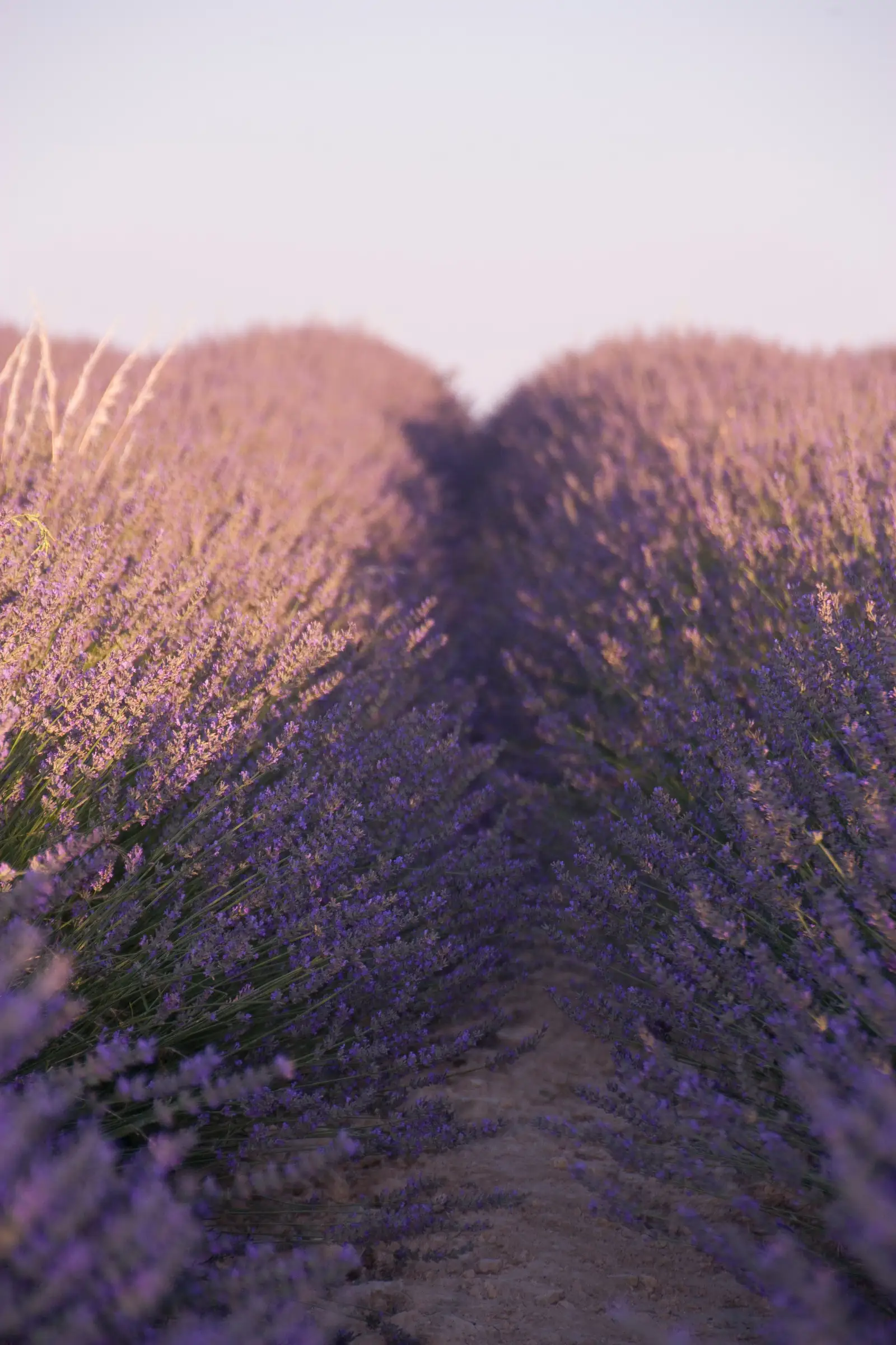 Blühende Lavendelfelder: die aromatisch-frische, beruhigende Lavendelnote der Parfümerie
