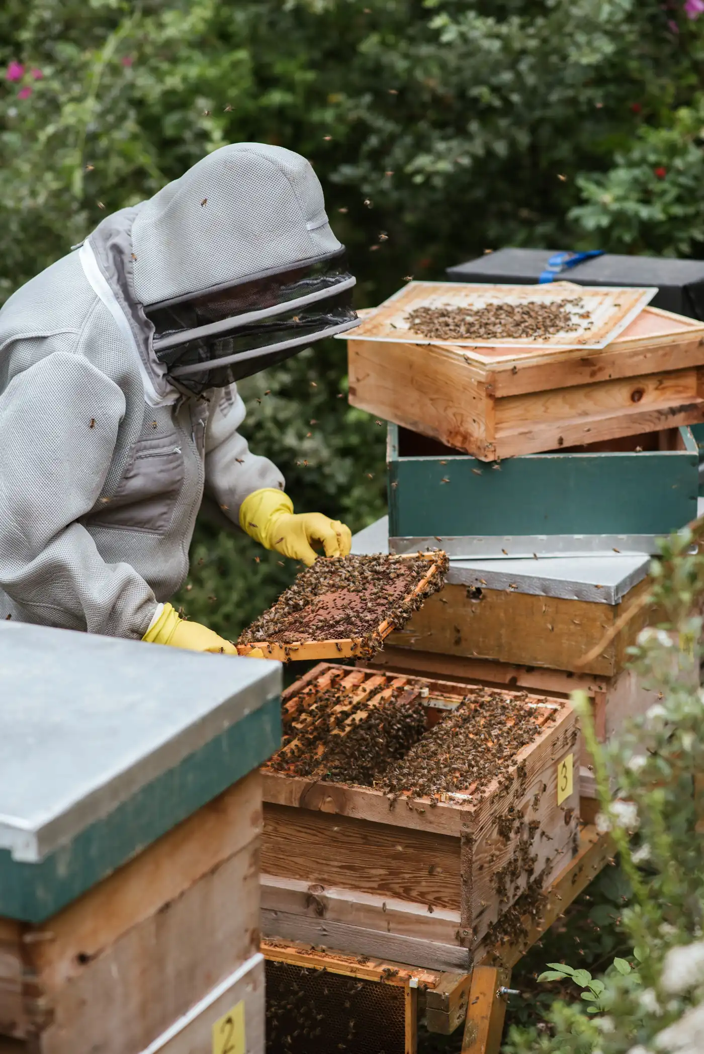 Goldene Honigwabe mit fließendem Honig: die süß-warme, blumige Gourmand-Note der Parfümerie