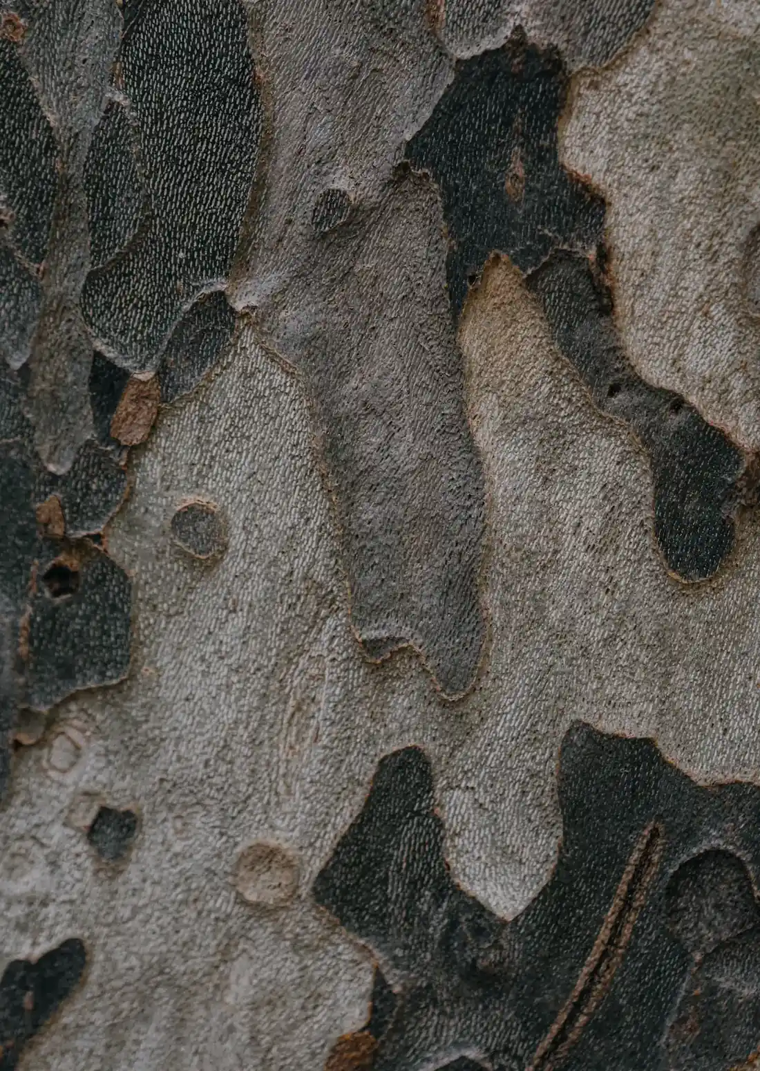 Helle Sandelholzstruktur: die cremig-warme, meditative Holznote der Parfümerie