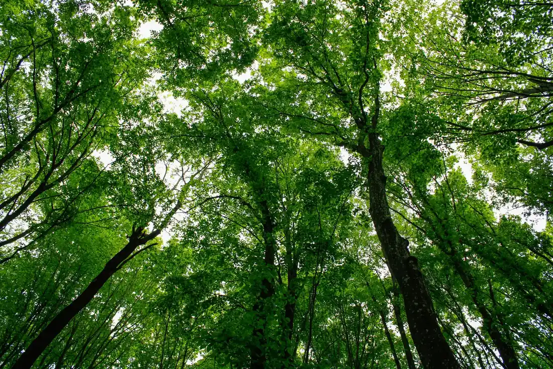 Erdiger Waldboden und grüne Natur: die dunkle, sinnliche Patchouli-Note der Parfümerie