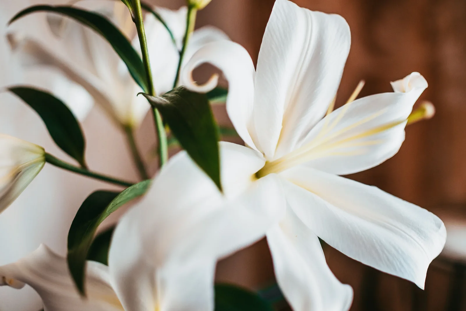 Weiße Lilienblüte mit gebogenen Blütenblättern und markanten orangefarbenen Staubgefäßen