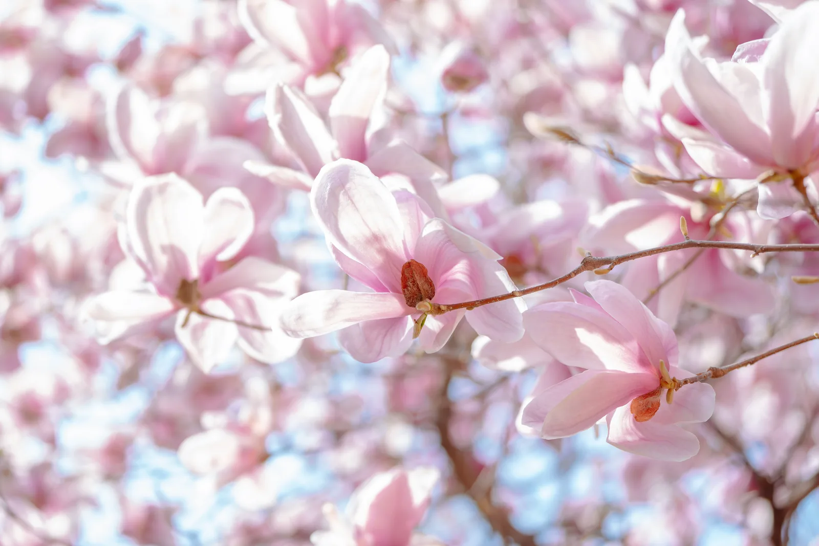 Große weiß-rosa Magnolienblüte mit offenen Blütenblättern vor grünem Hintergrund