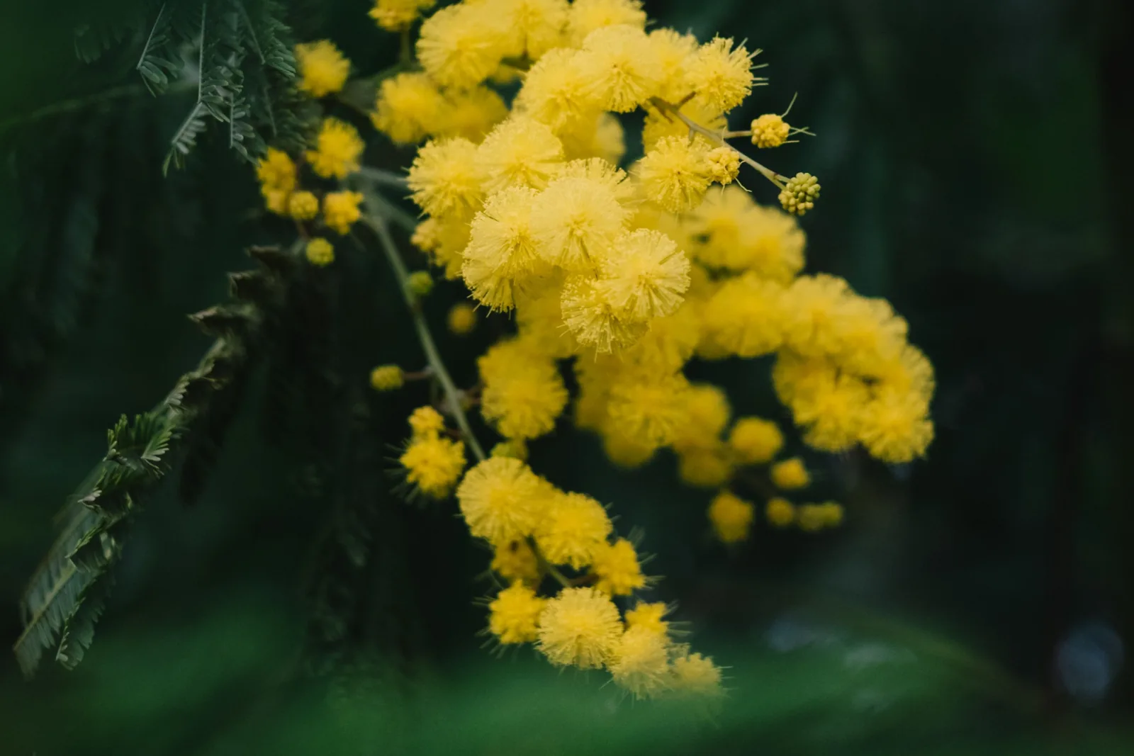 Gelbe Mimosenblüten in voller Blüte an einem Zweig, dicht mit puderfeinen Blütenkugeln besetzt