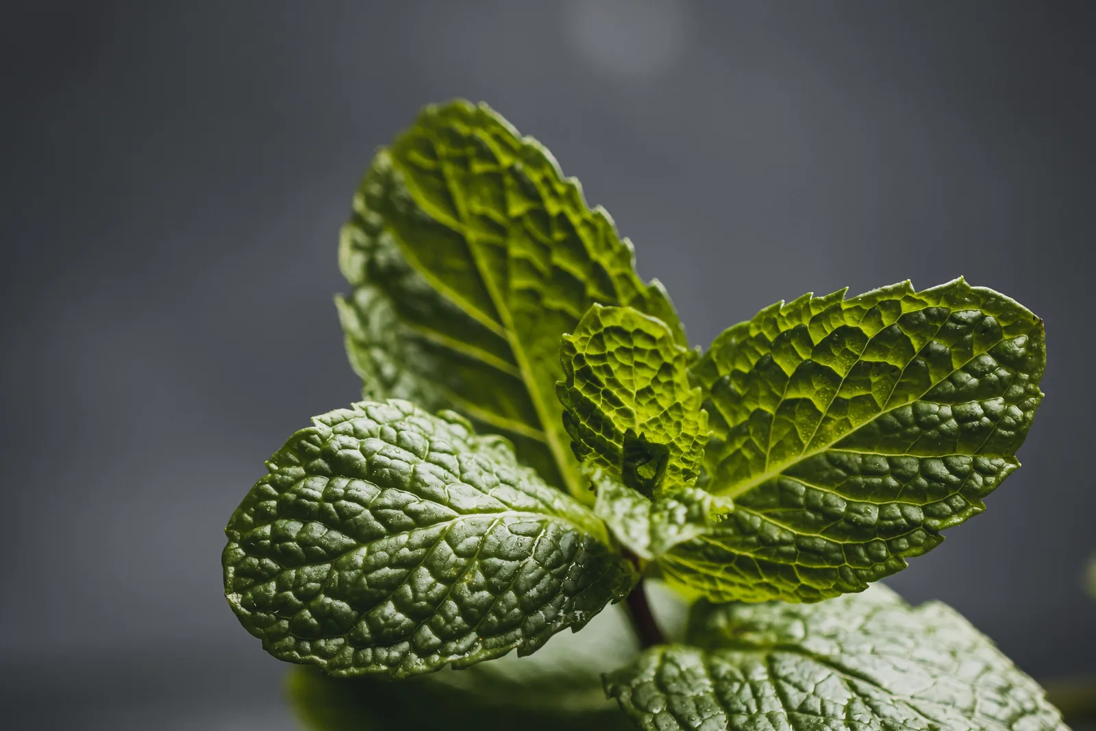 Frische grüne Minzblätter mit Tautropfen auf dunklem Steinuntergrund