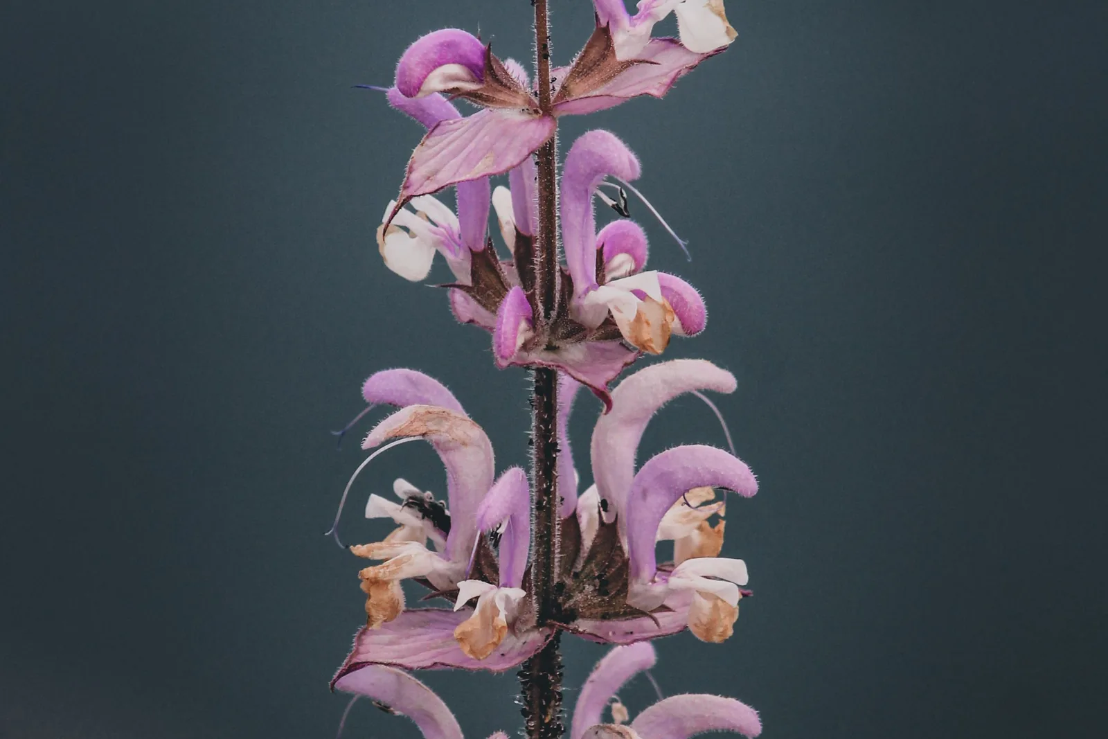 Blühender Muskatellersalbei mit violett-rosa Blütenrispen auf einem sonnigen Feld in der Provence