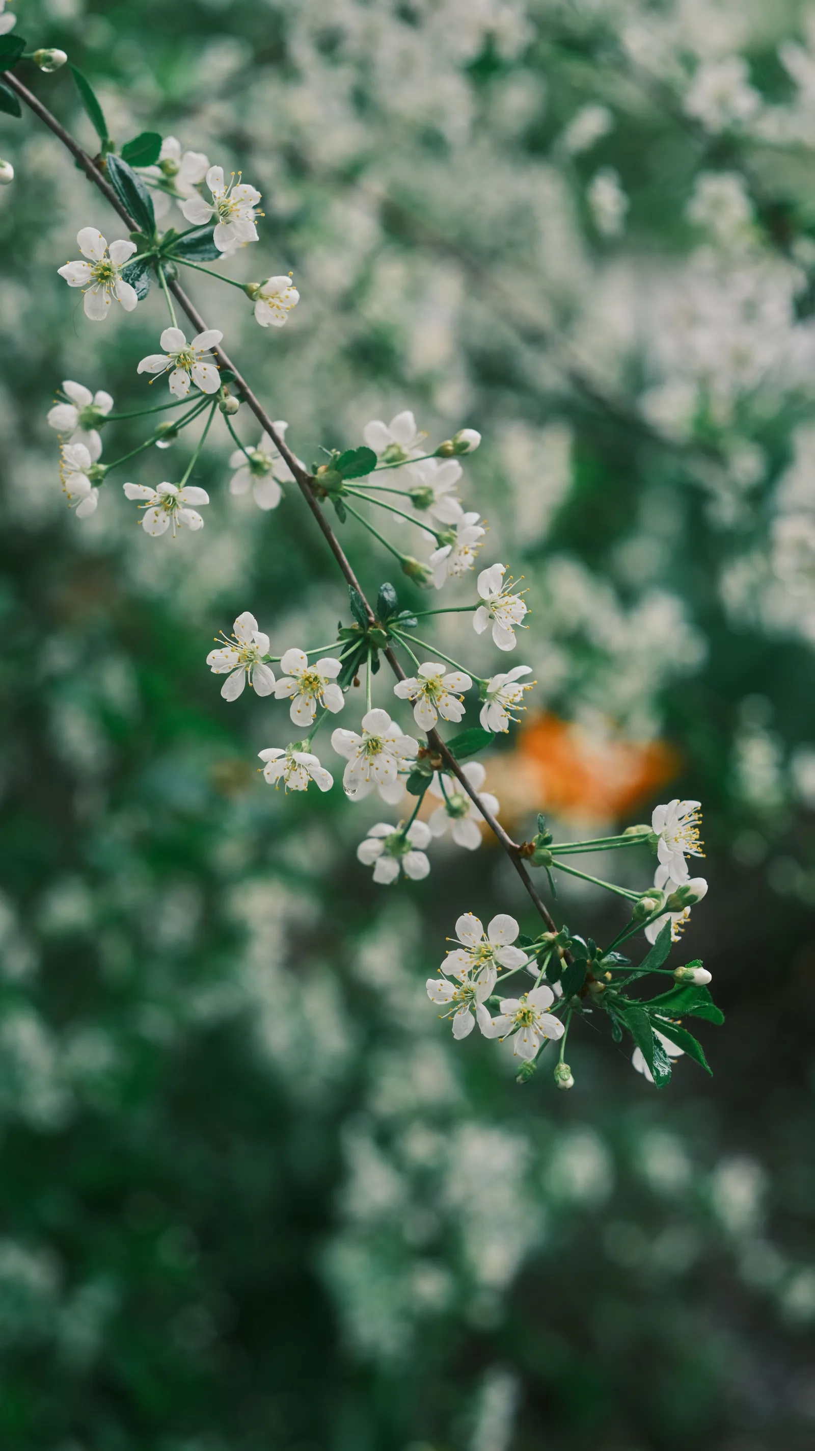 Orangenblüten und Blätter in warmem Sonnenlicht: die cremig-süße Herznote vieler Blütendüfte