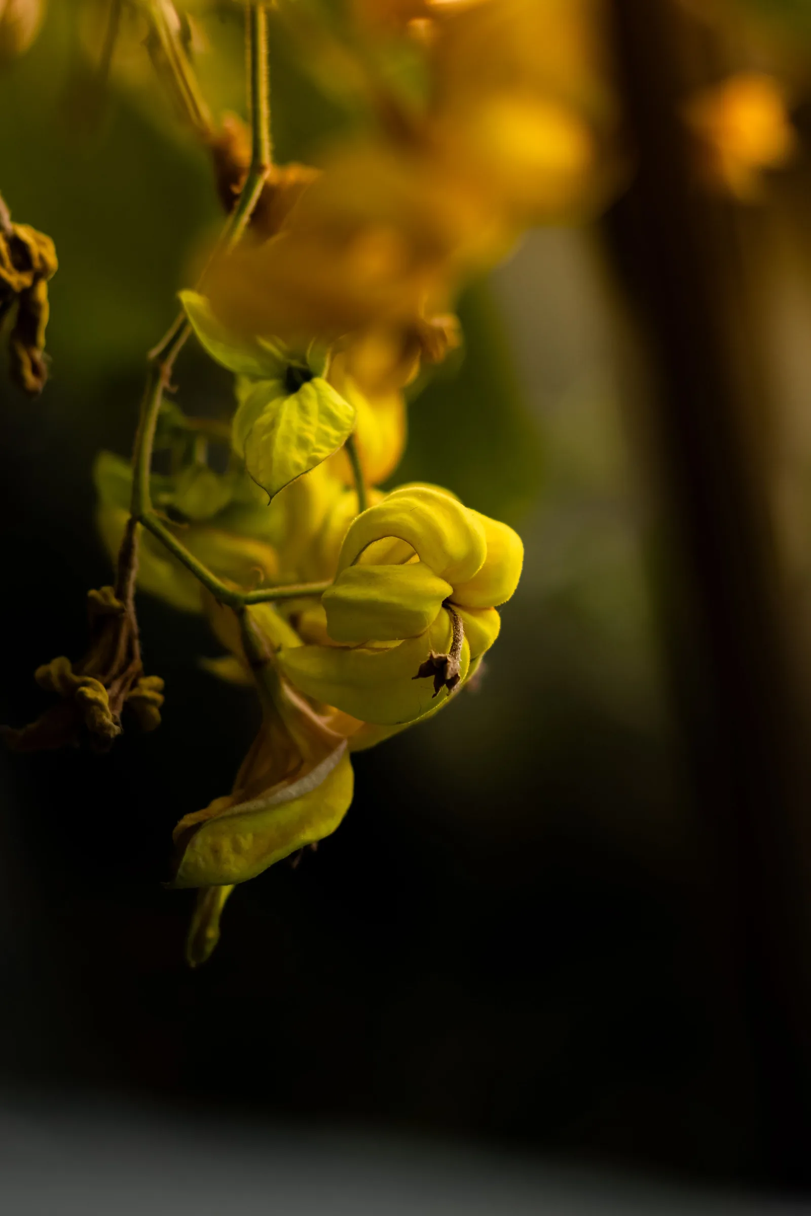Gelbe Ylang-Ylang-Blüten: die exotisch-süße, cremige Blütennote der Parfümerie