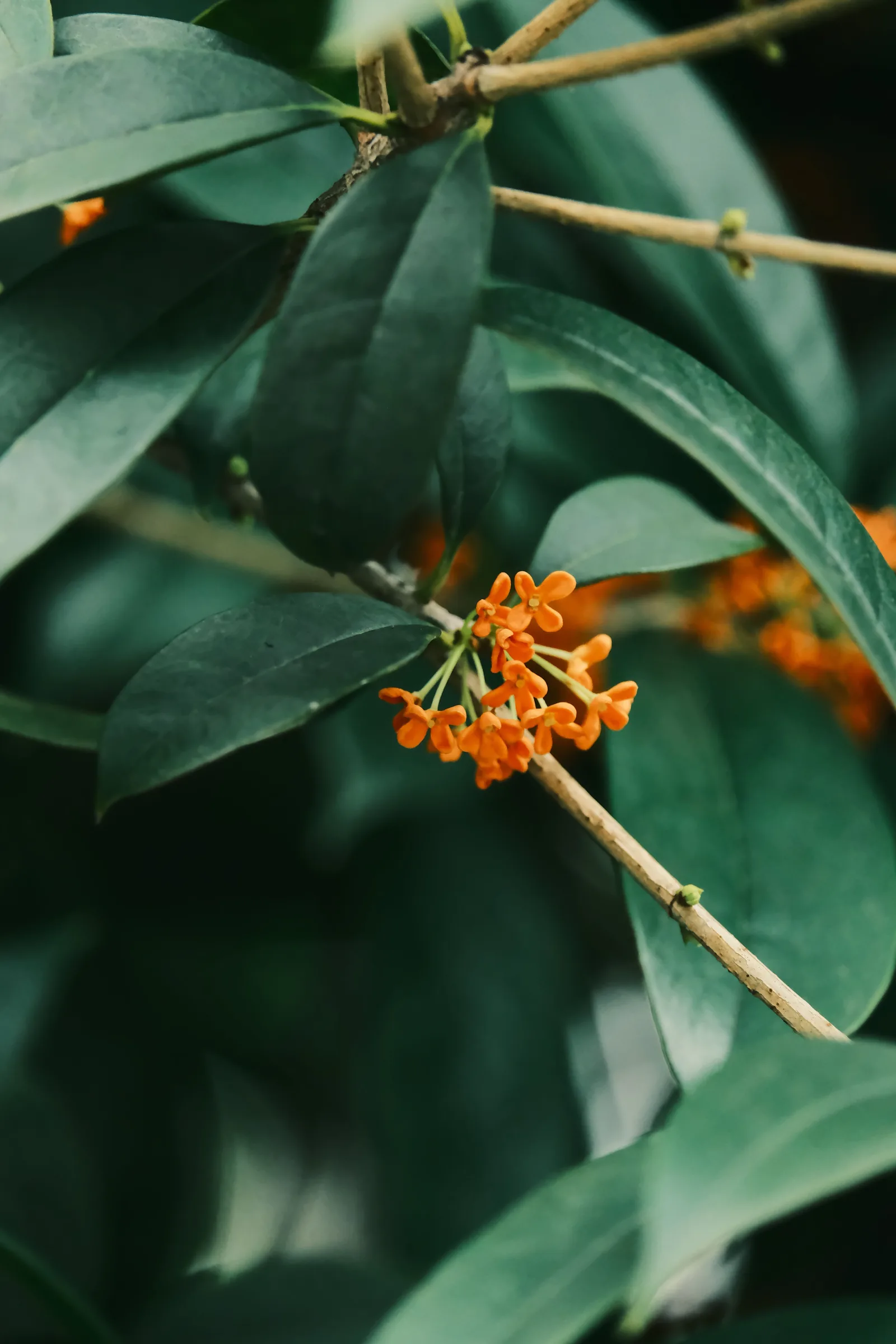 Kleine orangefarbene Osmanthus-Blüten: die aprikosig-fruchtige Blütennote der Parfümerie