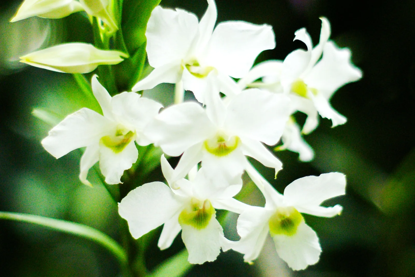 Nahaufnahme einer lilafarbenen Orchidenblüte mit samtigen Blütenblättern und feinen Wassertropfen