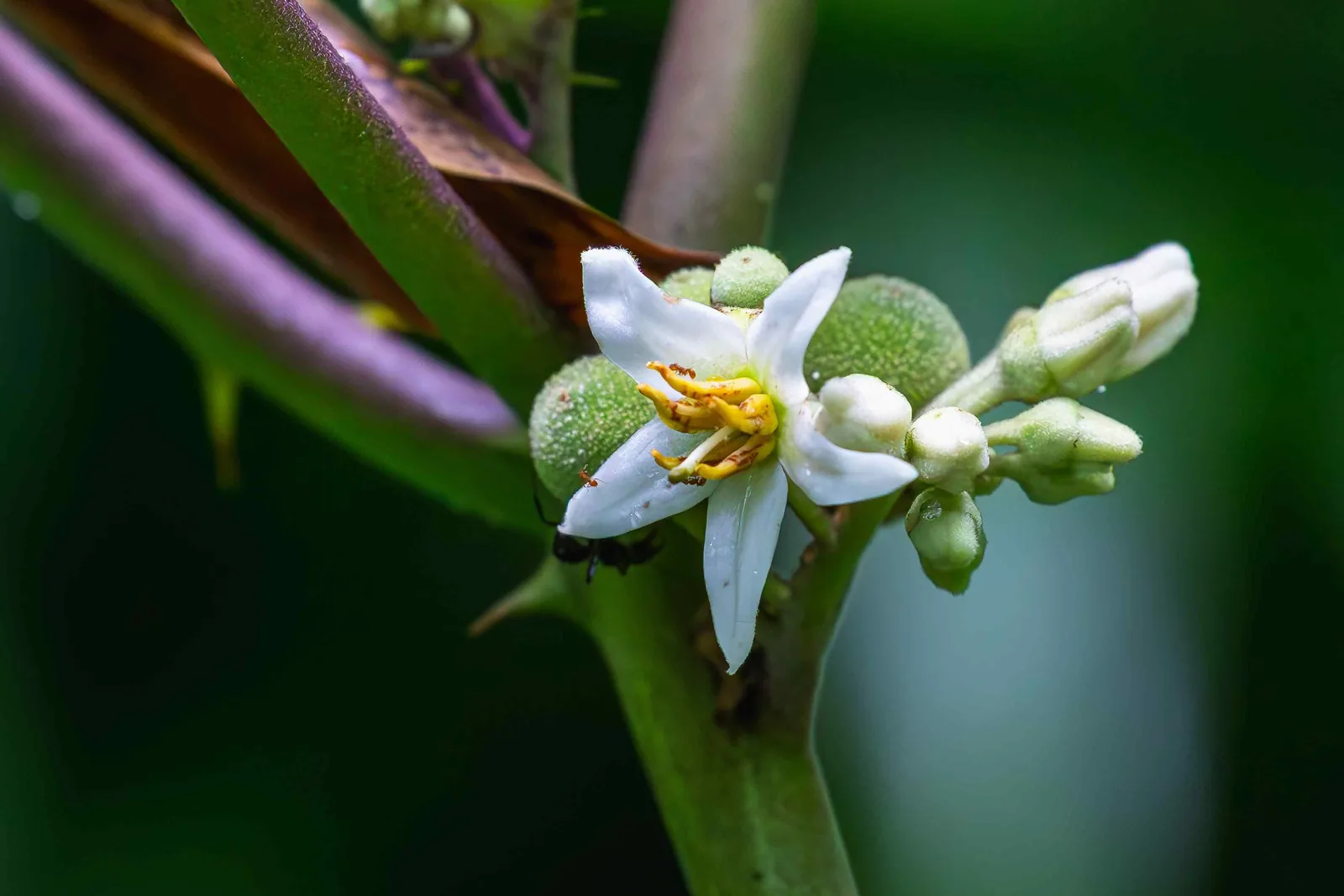 Aufgeschnittene reife Papaya mit zarter cremefarbener Blüte auf hellem Untergrund