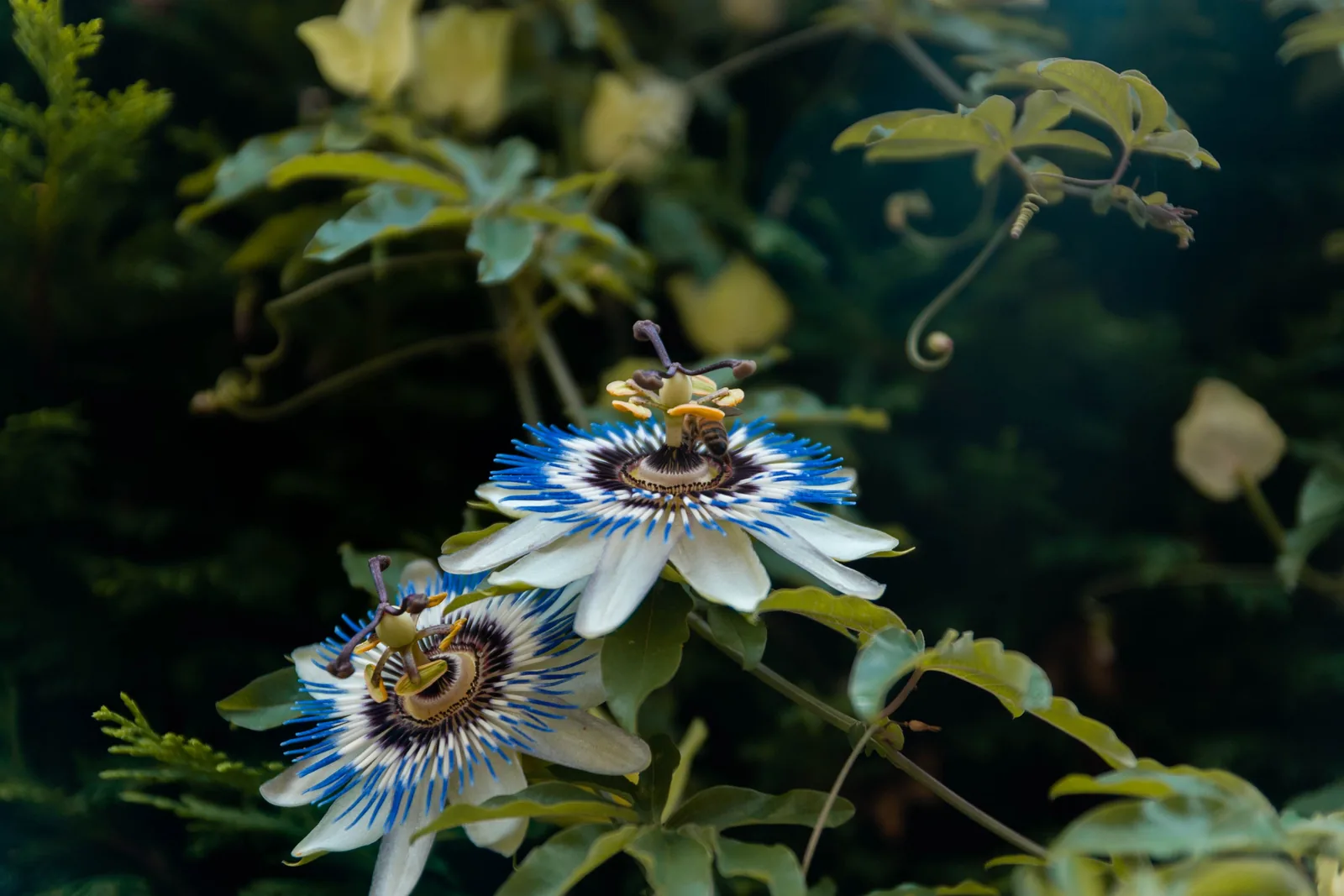 Zarte violett-weiße Passionsblume mit ihren charakteristischen fadenförmigen Kronblättern im Nahaufnahme-Detail