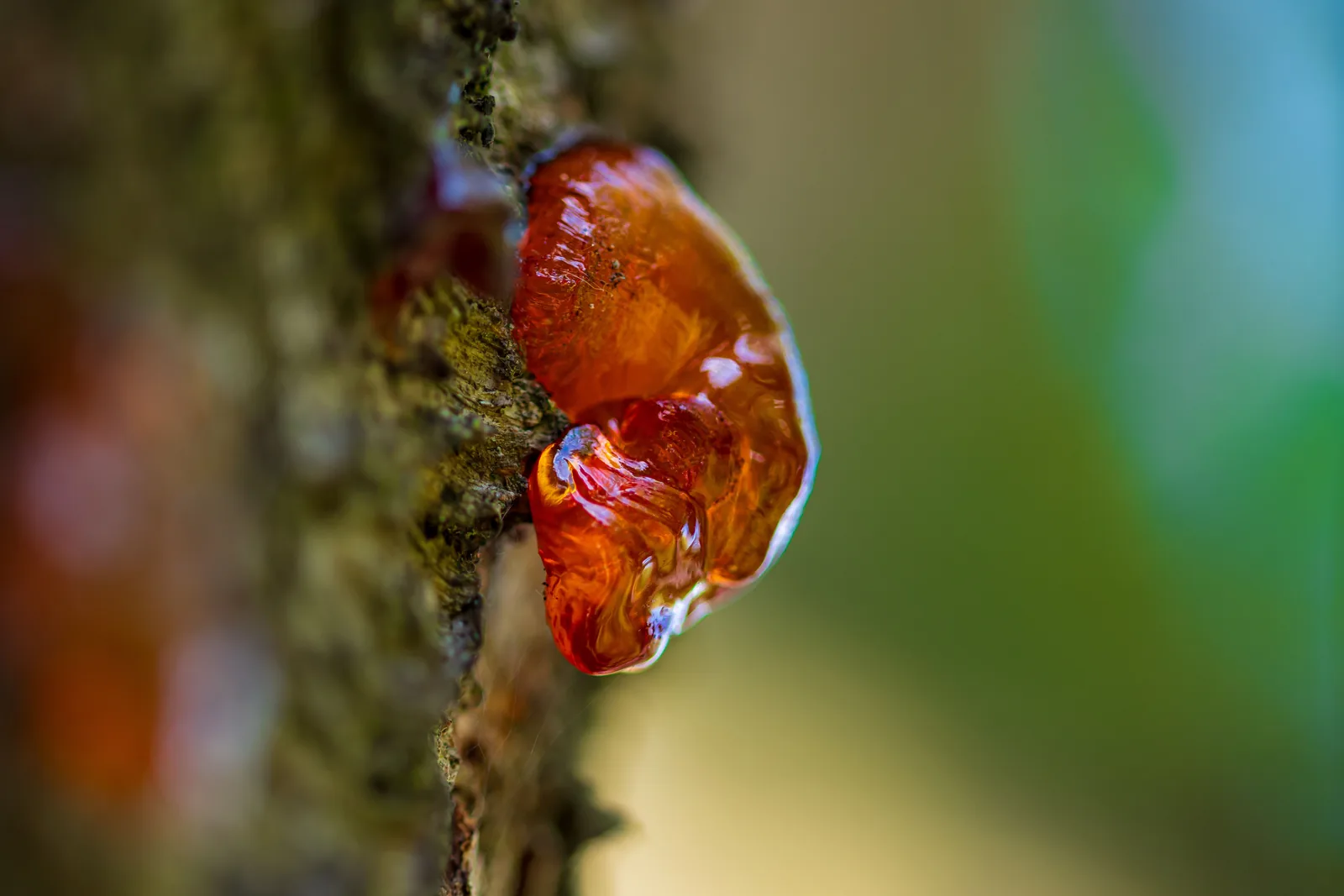 Bernsteinfarbener, zäher Balsam tropft von einem Baumstamm in eine kleine Schale, daneben getrocknete Rindenstücke