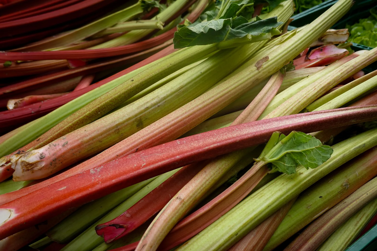 Frische rote Rhabarberstangen mit grünen Blättern, angeschnitten, Tautropfen auf der Schnittfläche