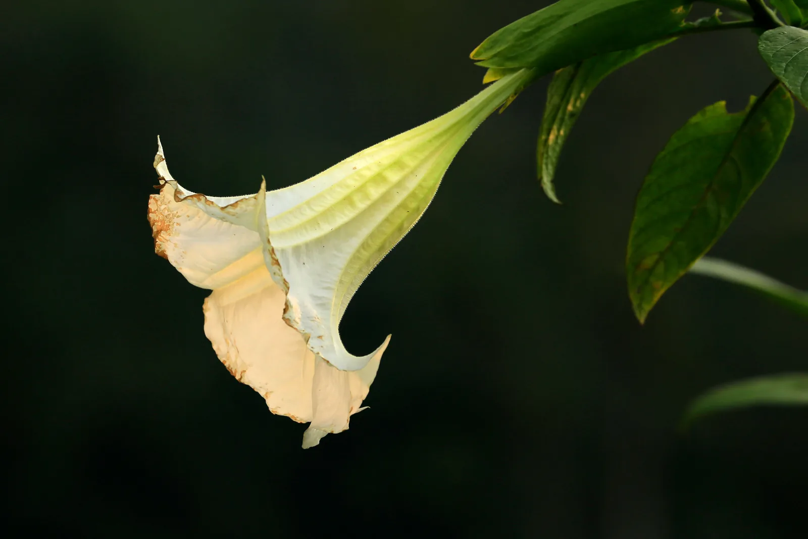 Trichterförmige weiße Stechapfelblüte öffnet sich in der Abenddämmerung