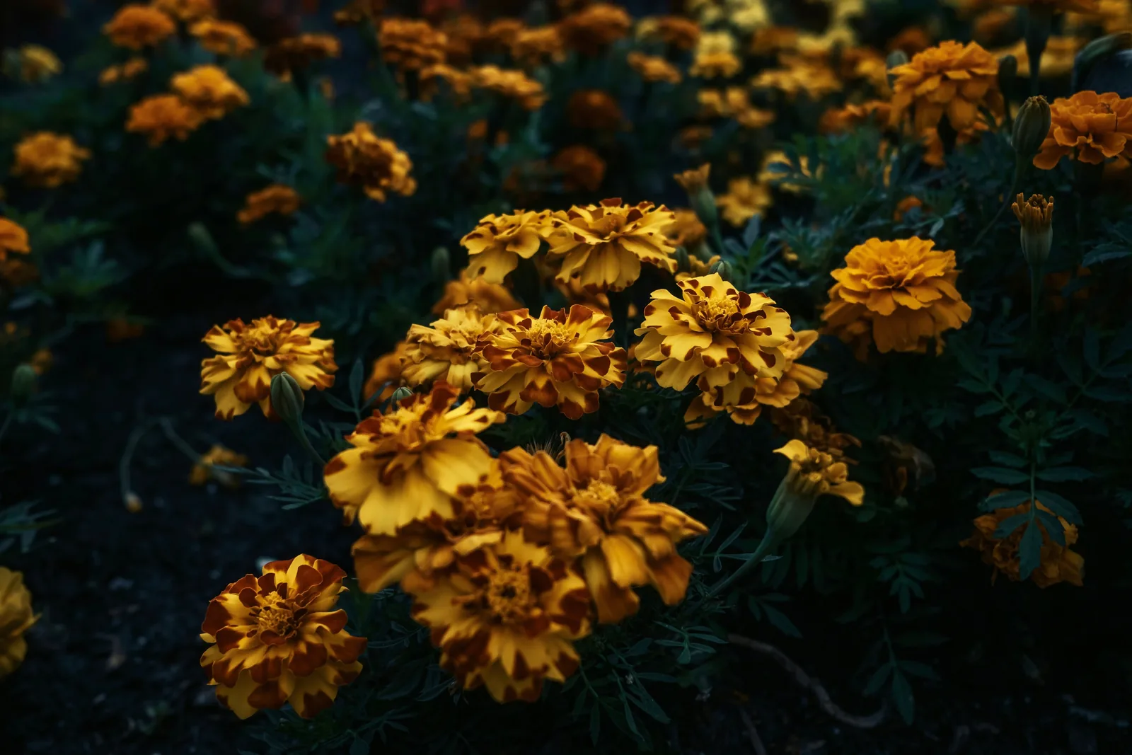 Orangegelbe Tagetesblüten in voller Blüte, umgeben von fein gefiedertem grünem Laub