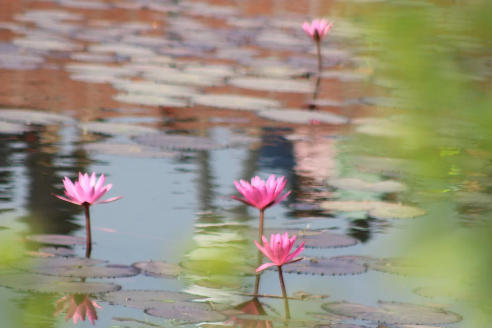 Weiße Wasserlilienblüte auf einem stillen Teich mit Wassertropfen auf den Blütenblättern
