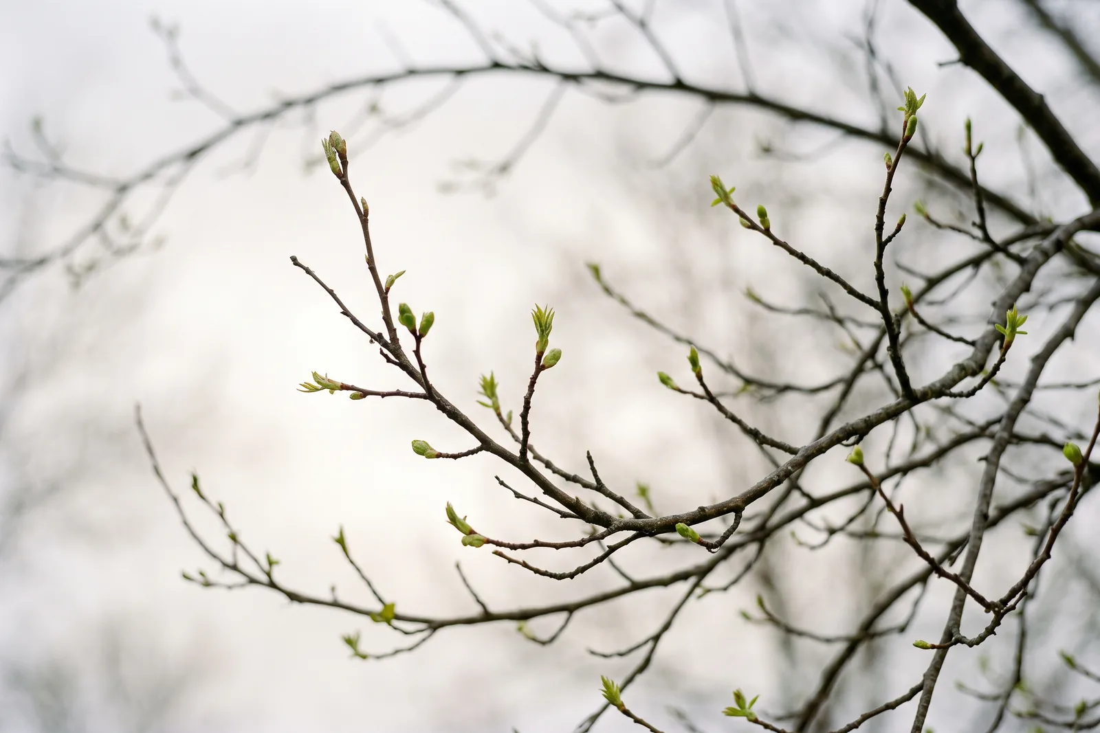 Zweige mit ersten Knospen vor diffusem Himmel als Bild für die schwankenden Bedingungen der Übergangszeit
